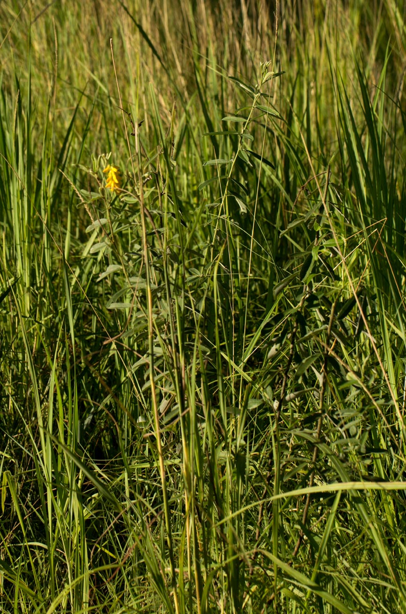 Eriosema psoraleoides