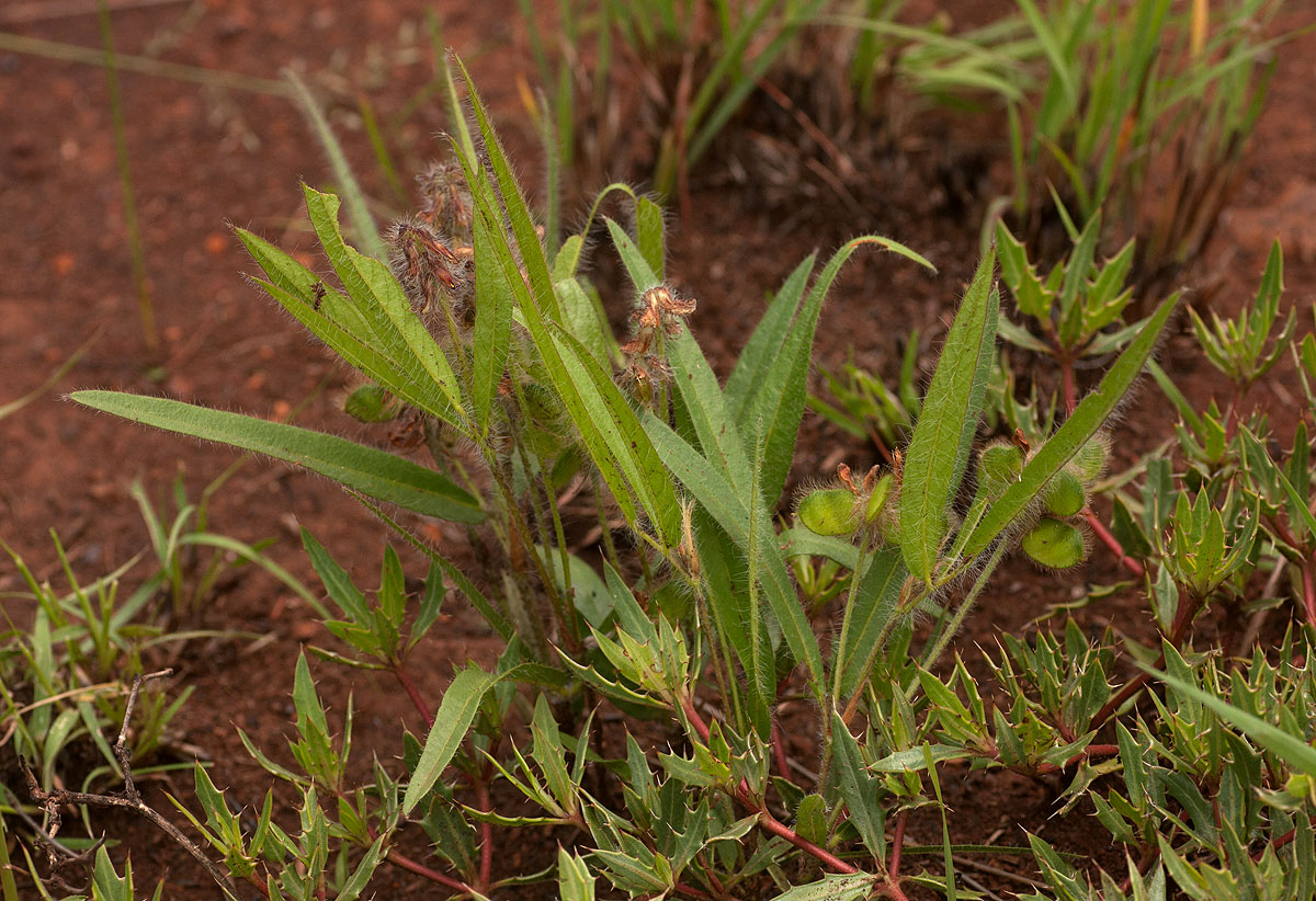 Eriosema shirense var. shirense