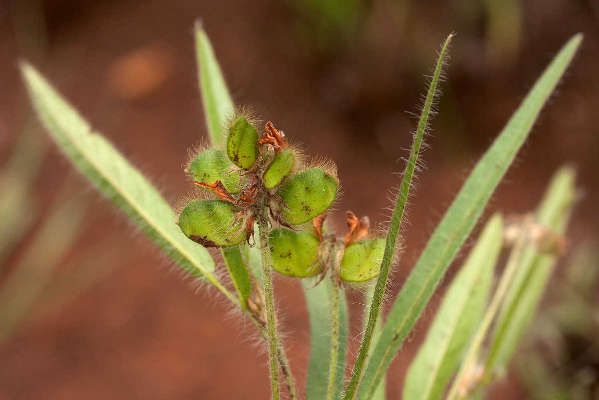 Eriosema shirense var. shirense Eriosema shirense var. shirense