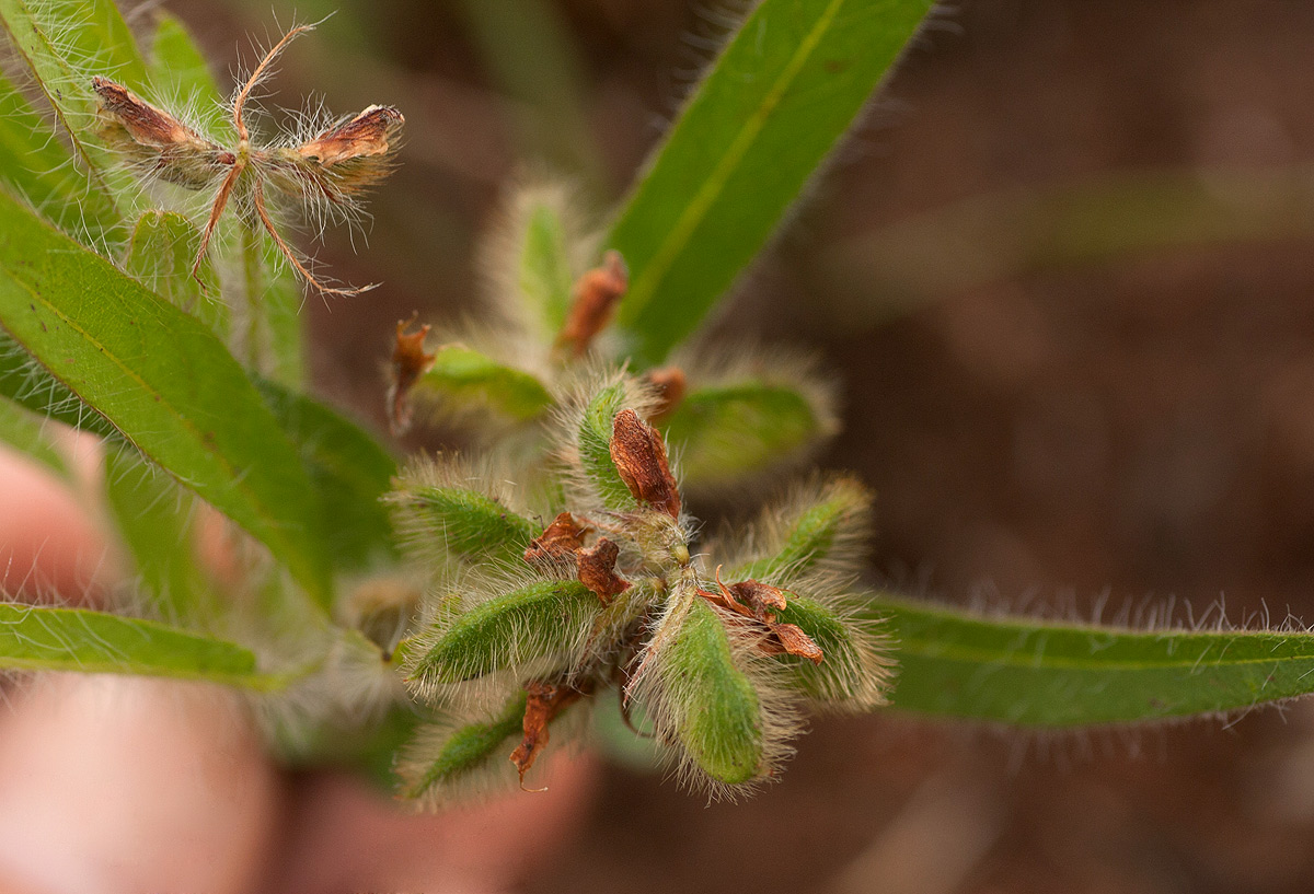 Eriosema shirense var. shirense