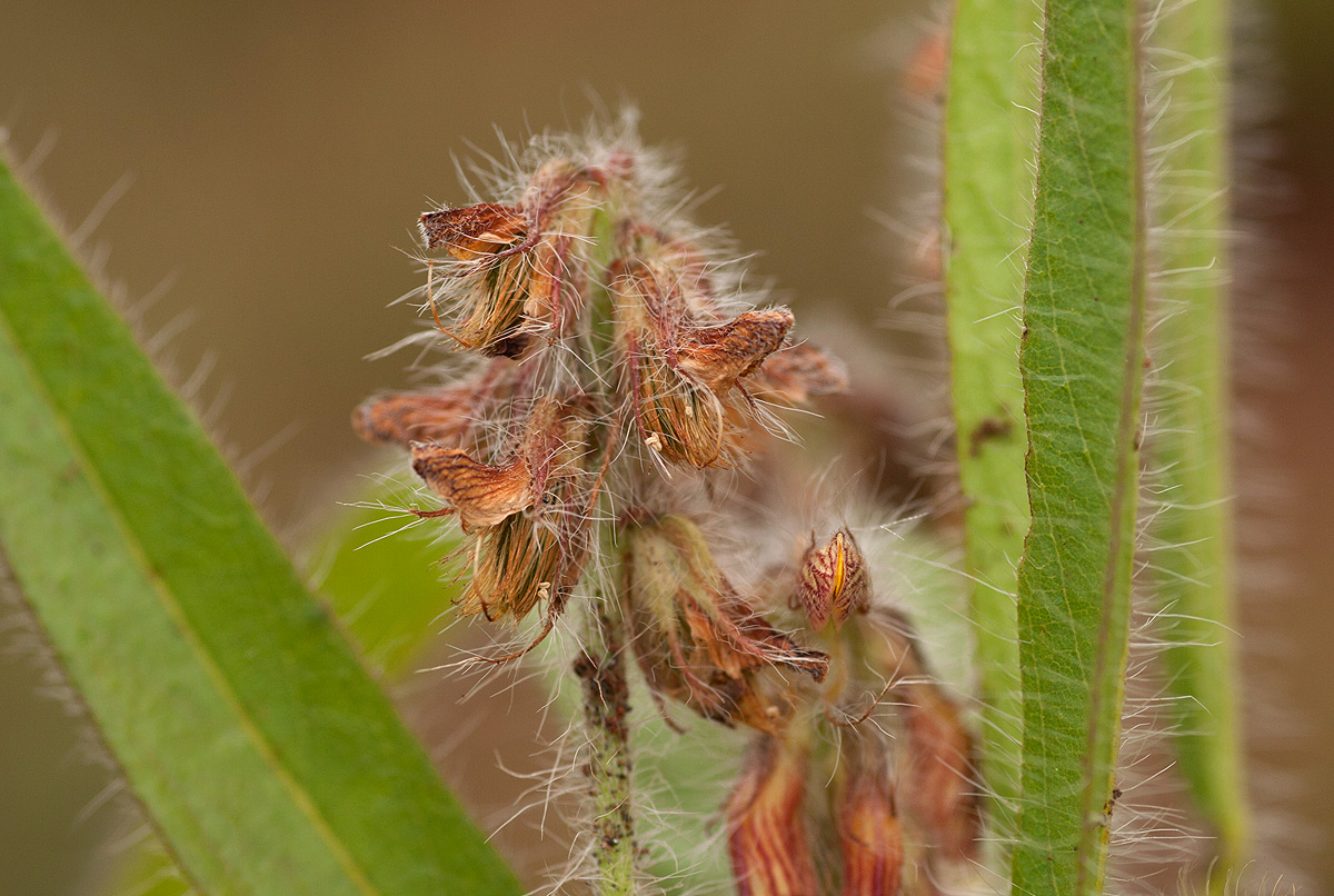 Eriosema shirense var. shirense