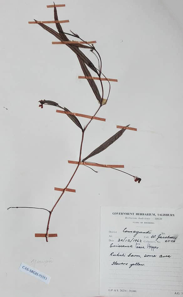 Eriosema youngii var. youngii