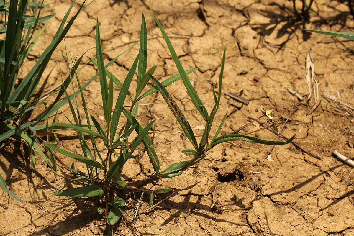 Eriosema youngii var. youngii