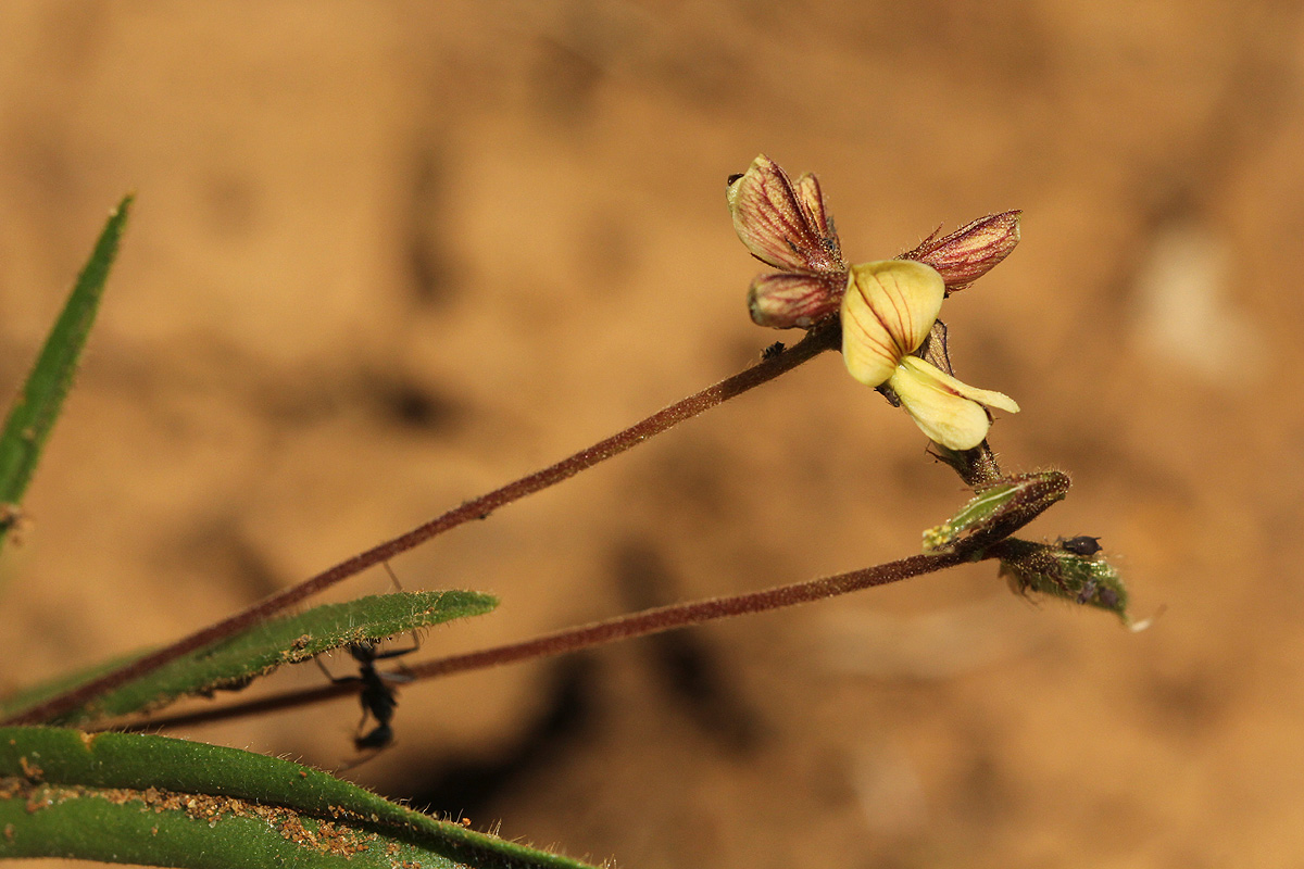 Eriosema youngii var. youngii