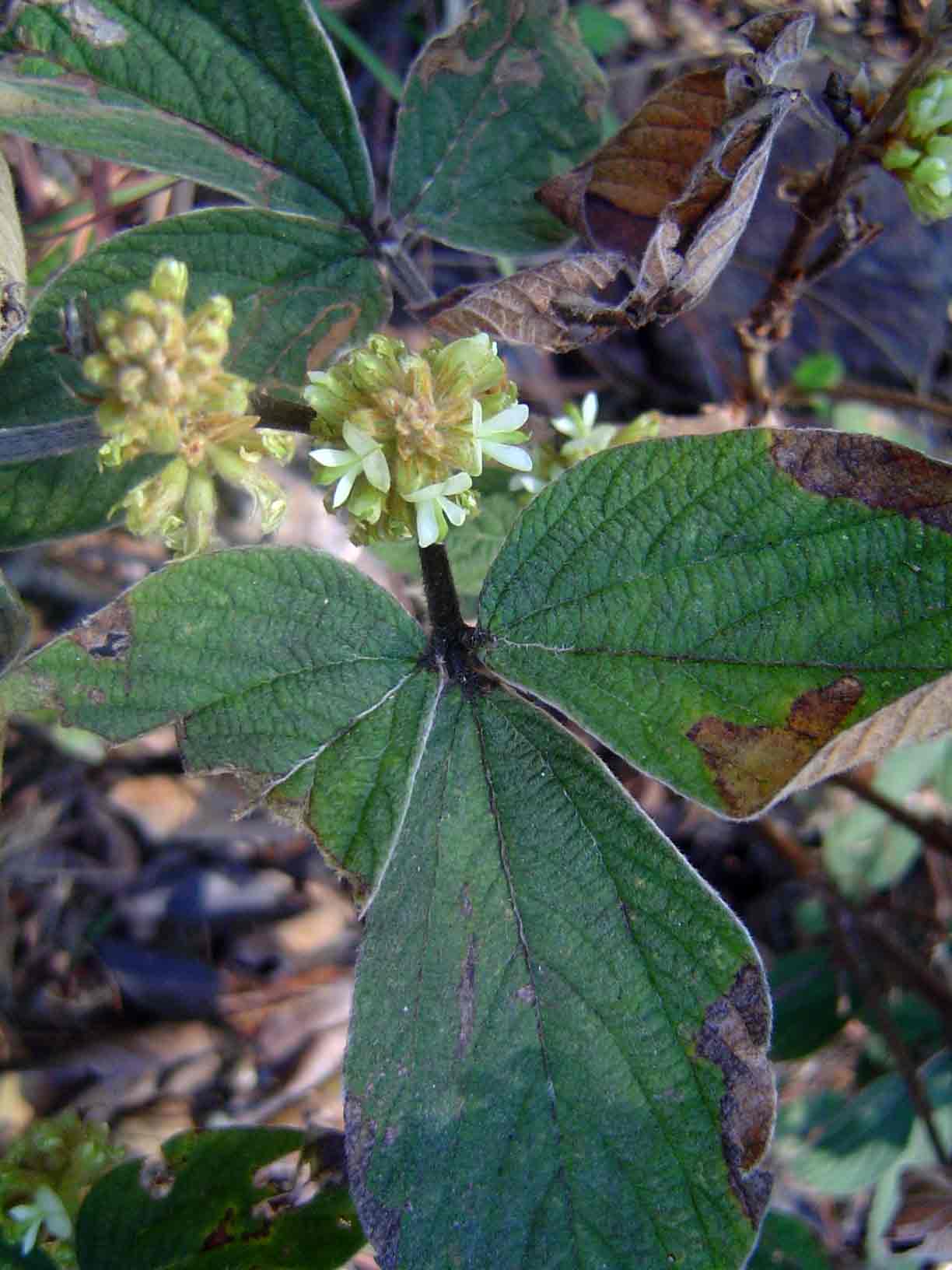 Flemingia grahamiana Flemingia grahamiana