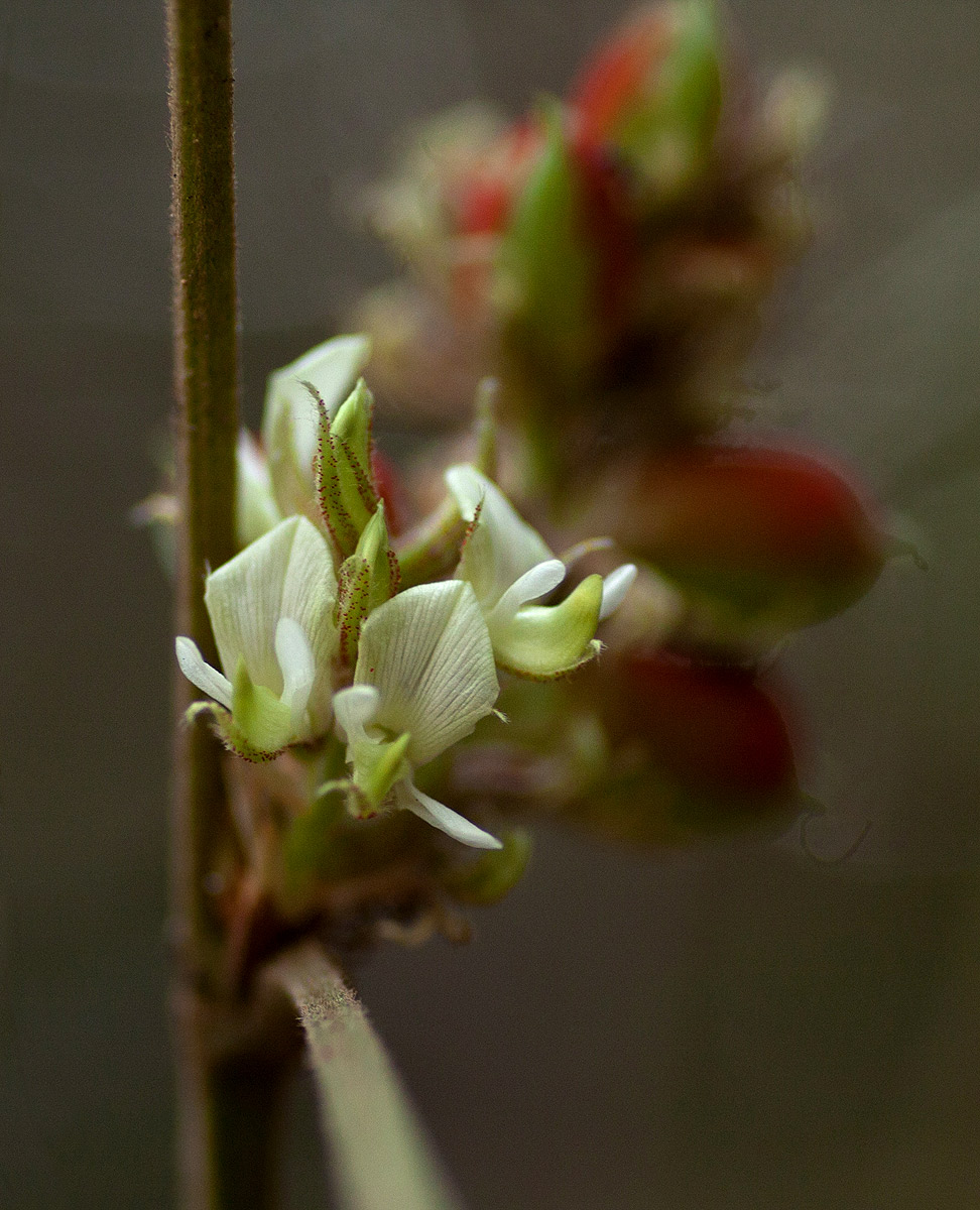 Flemingia grahamiana
