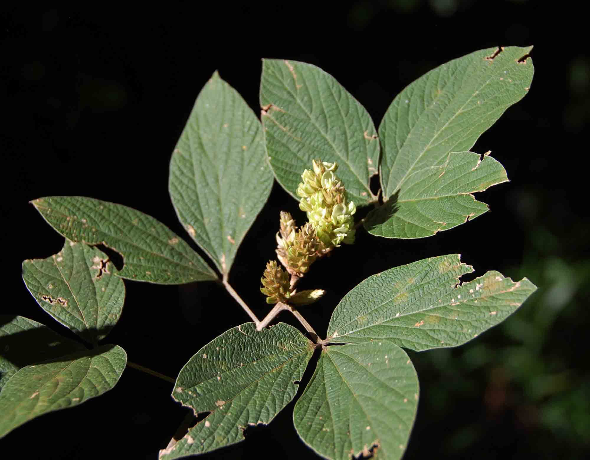 Flemingia grahamiana