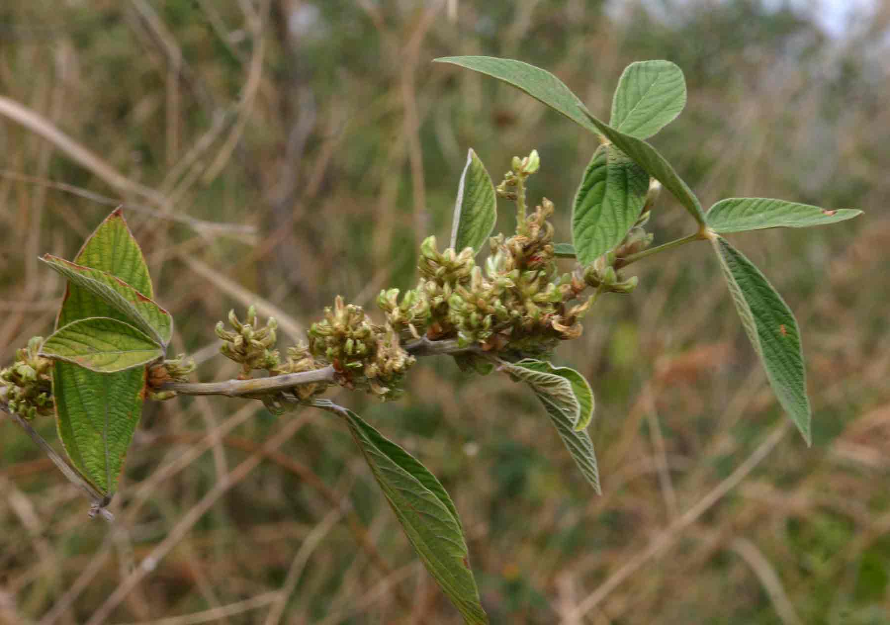 Flemingia grahamiana Flemingia grahamiana