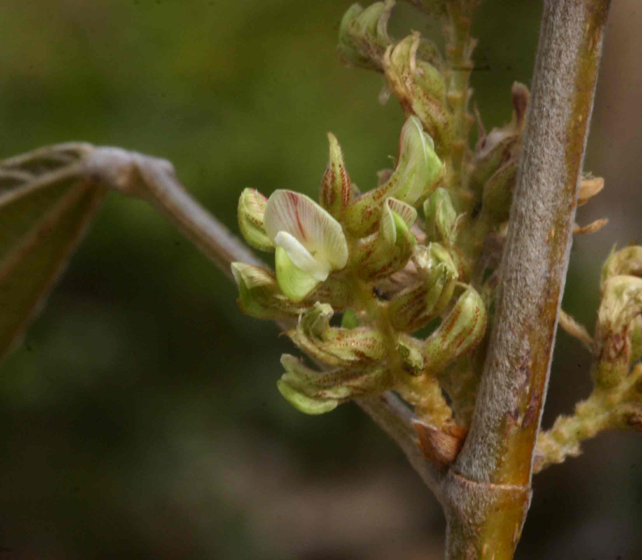 Flemingia grahamiana