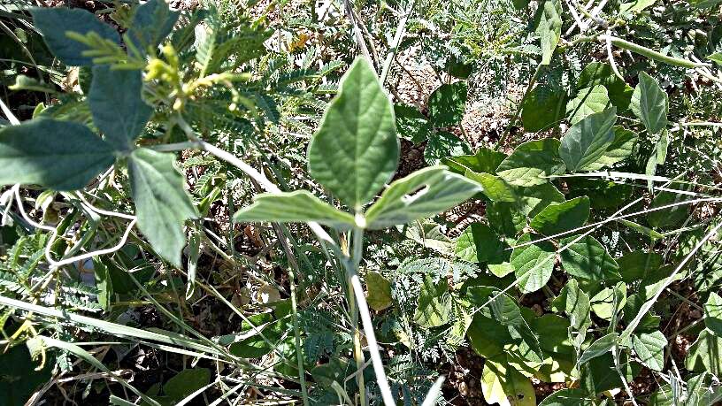 Macroptilium atropurpureum