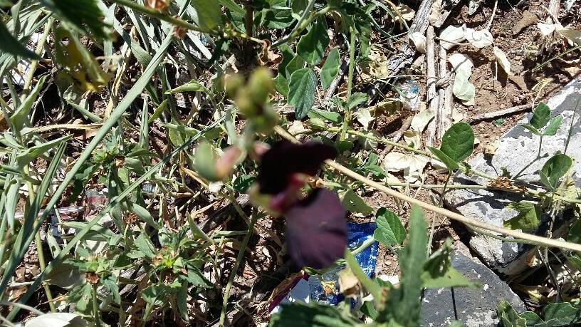 Macroptilium atropurpureum