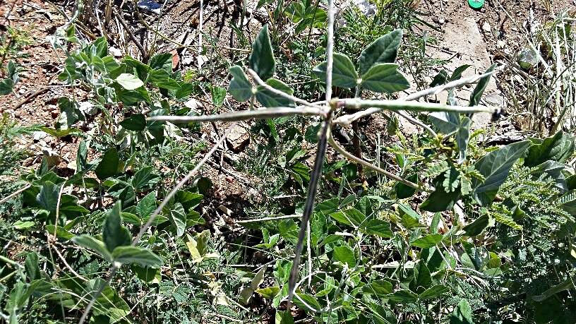 Macroptilium atropurpureum