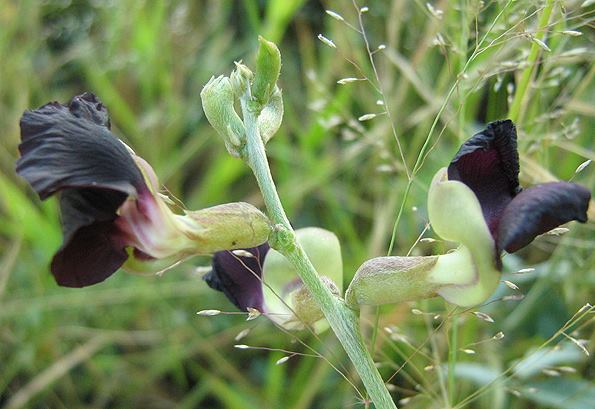 Macroptilium atropurpureum