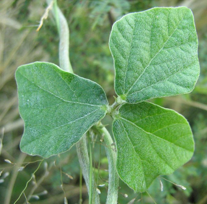 Macroptilium atropurpureum