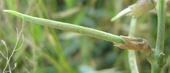 Macroptilium atropurpureum