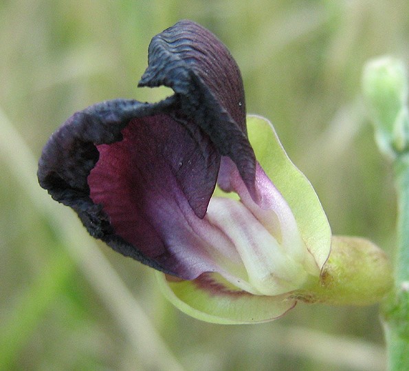Macroptilium atropurpureum