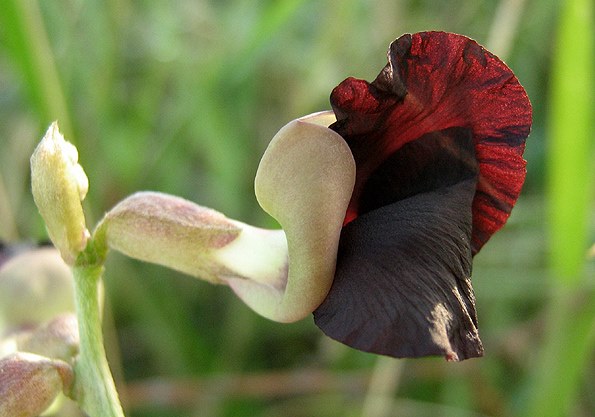 Macroptilium atropurpureum