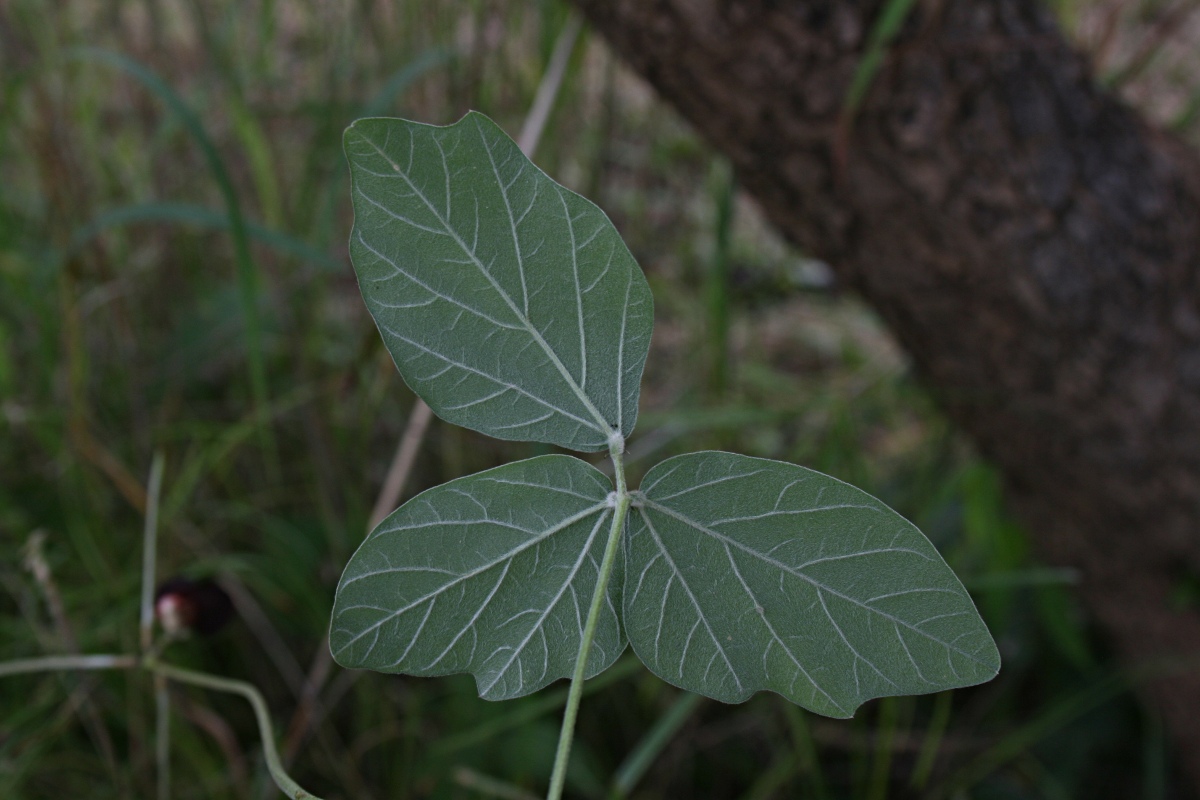 Macroptilium atropurpureum