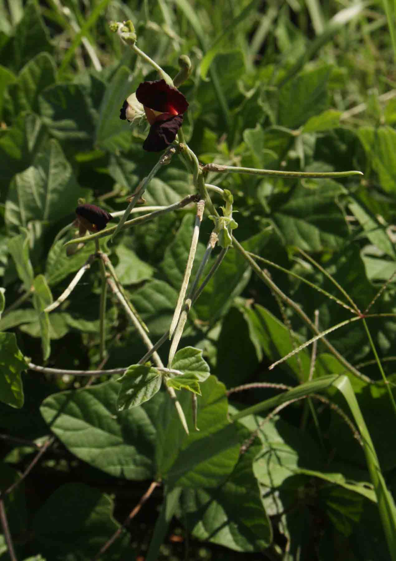 Macroptilium atropurpureum