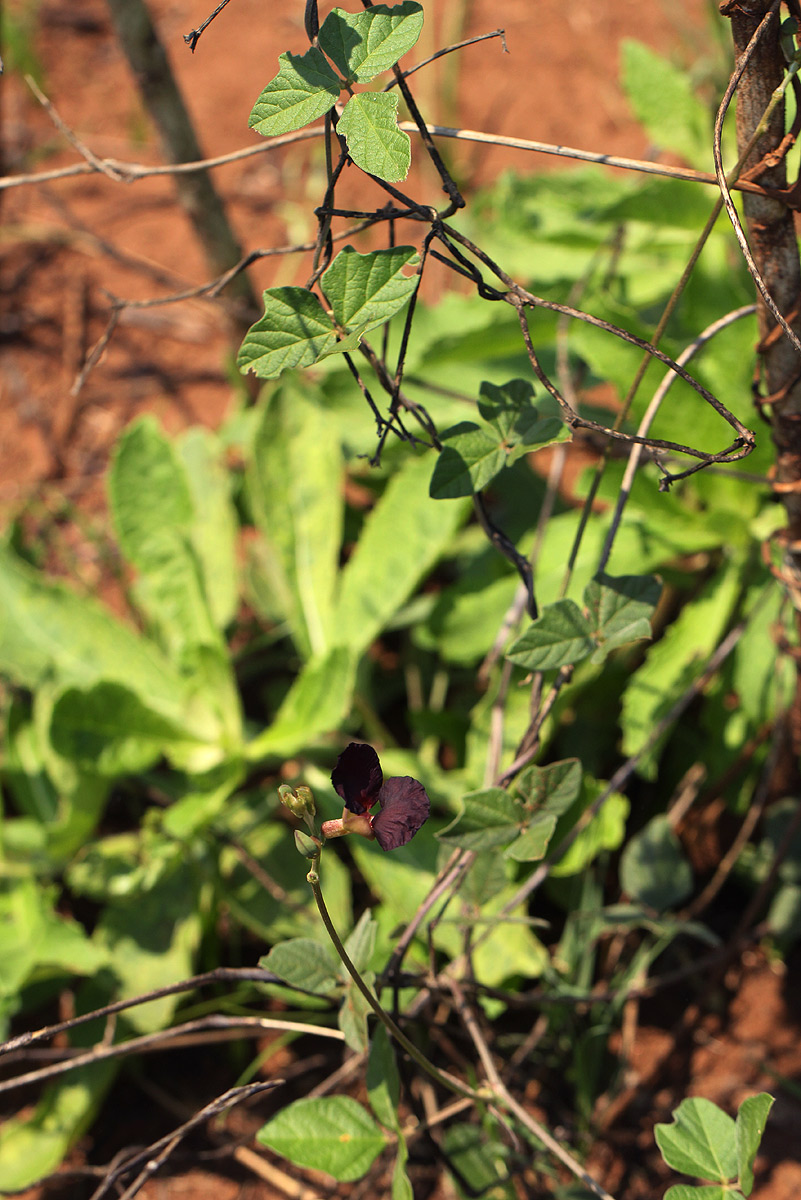 Macroptilium atropurpureum