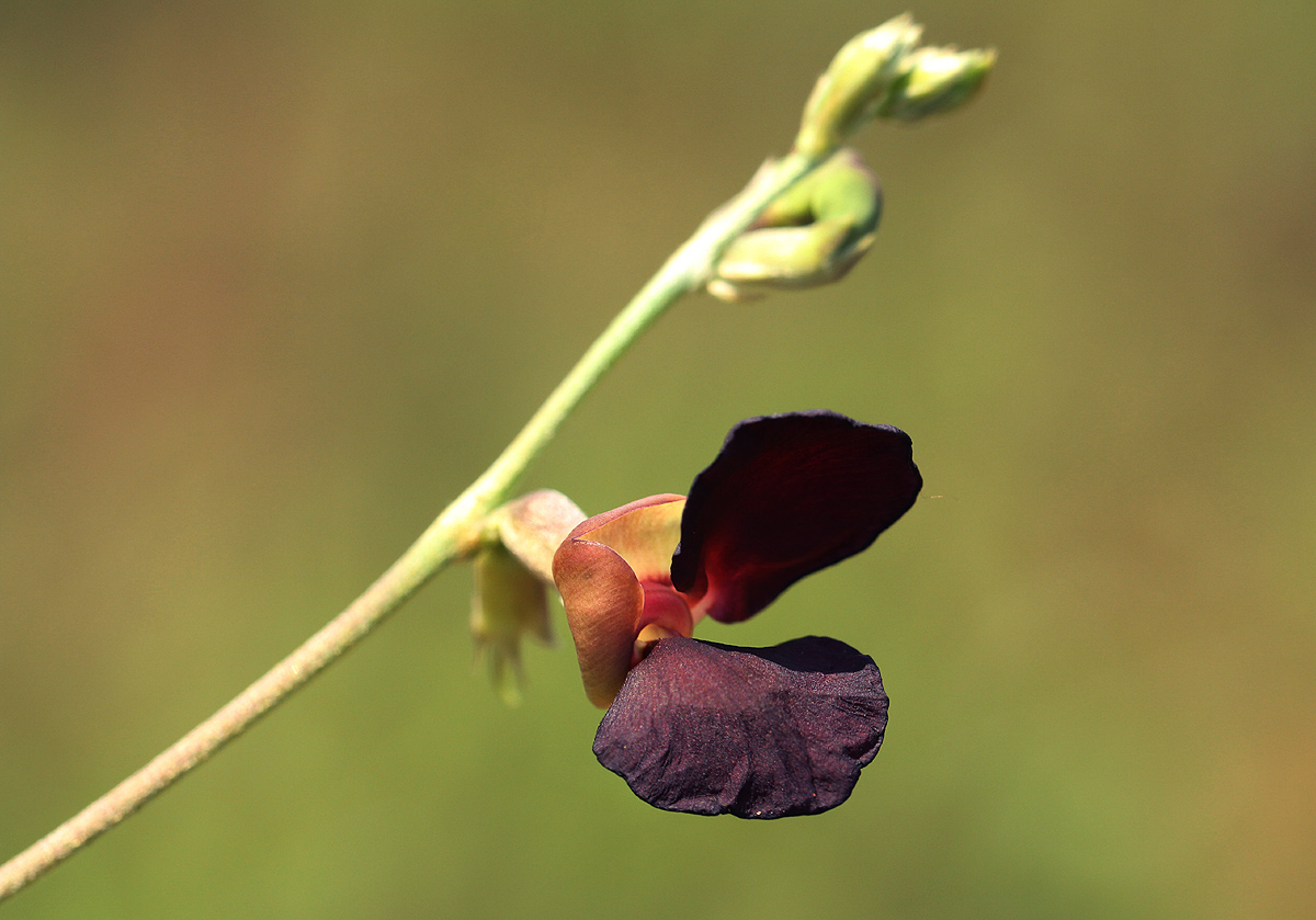 Macroptilium atropurpureum