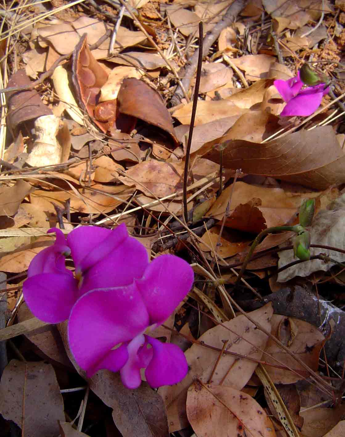 Vigna antunesii Vigna antunesii