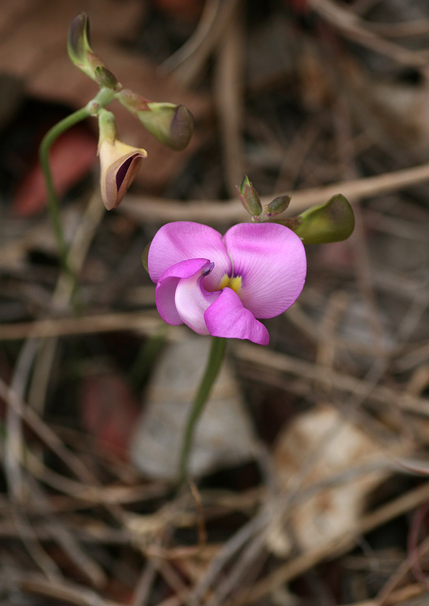 Vigna antunesii Vigna antunesii