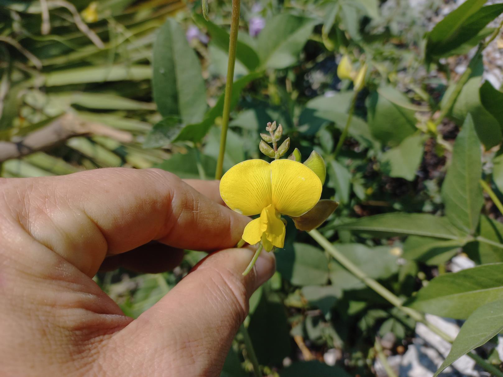 Vigna luteola Vigna luteola