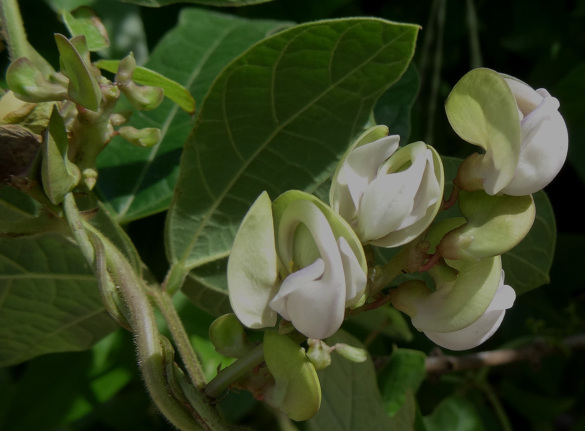 Wajira grahamiana Wajira grahamiana