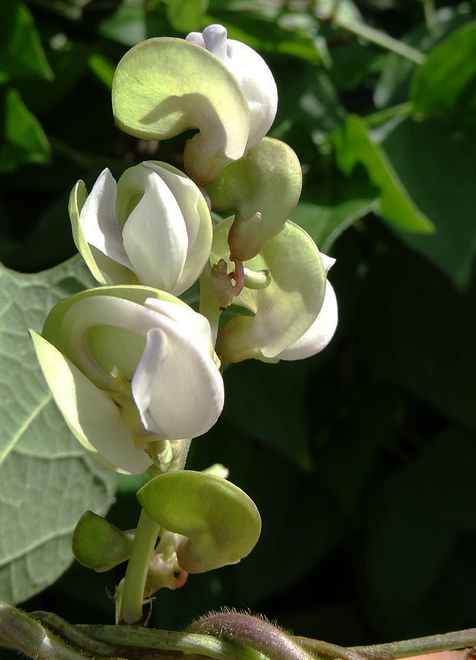 Wajira grahamiana Wajira grahamiana