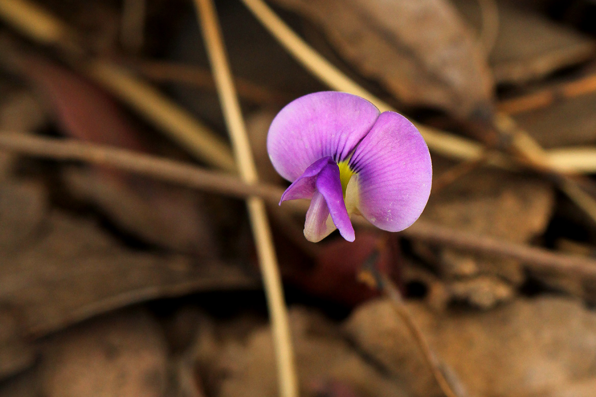 Vigna pygmaea Vigna pygmaea