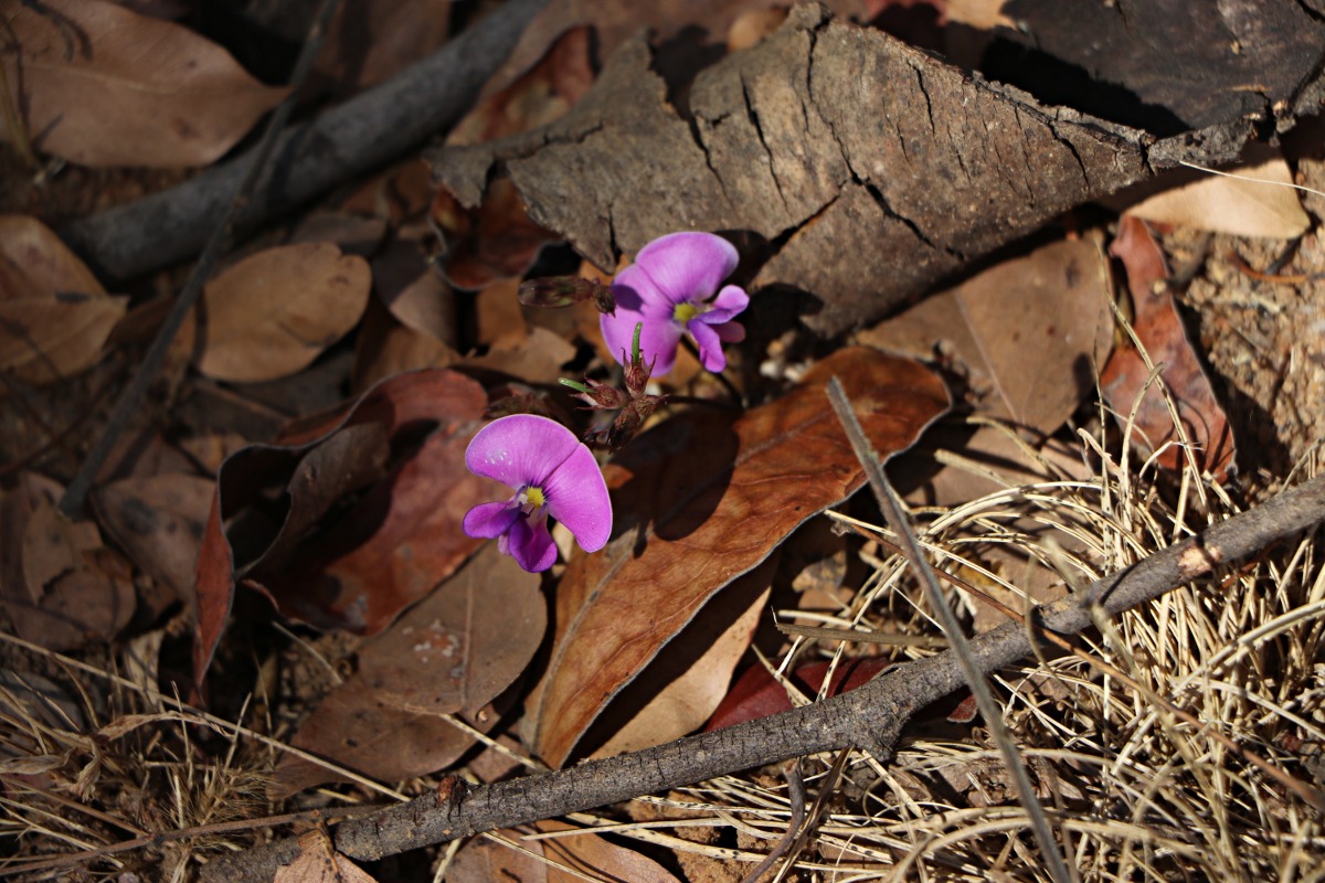 Vigna pygmaea Vigna pygmaea