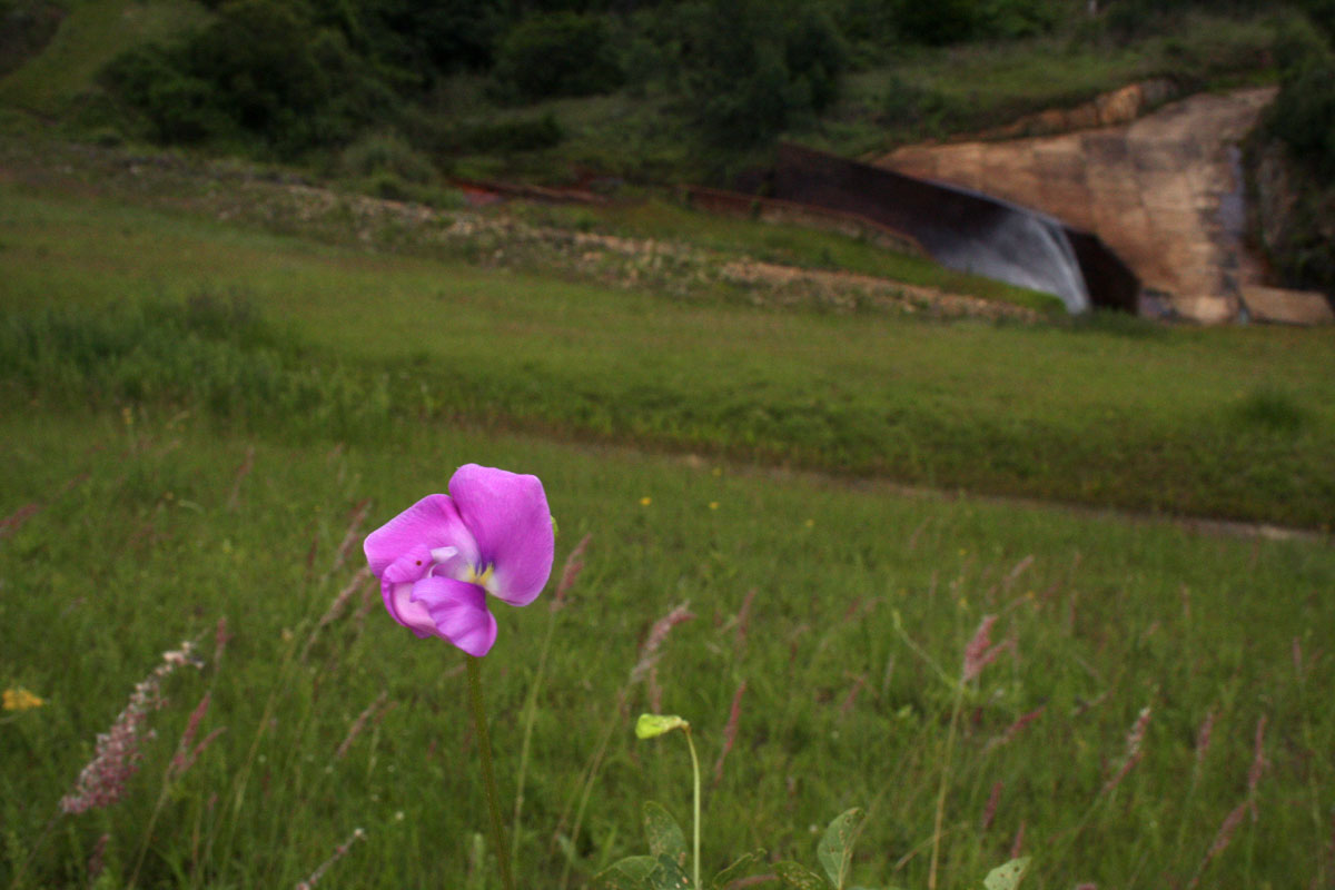 Vigna vexillata var. vexillata Vigna vexillata var. vexillata