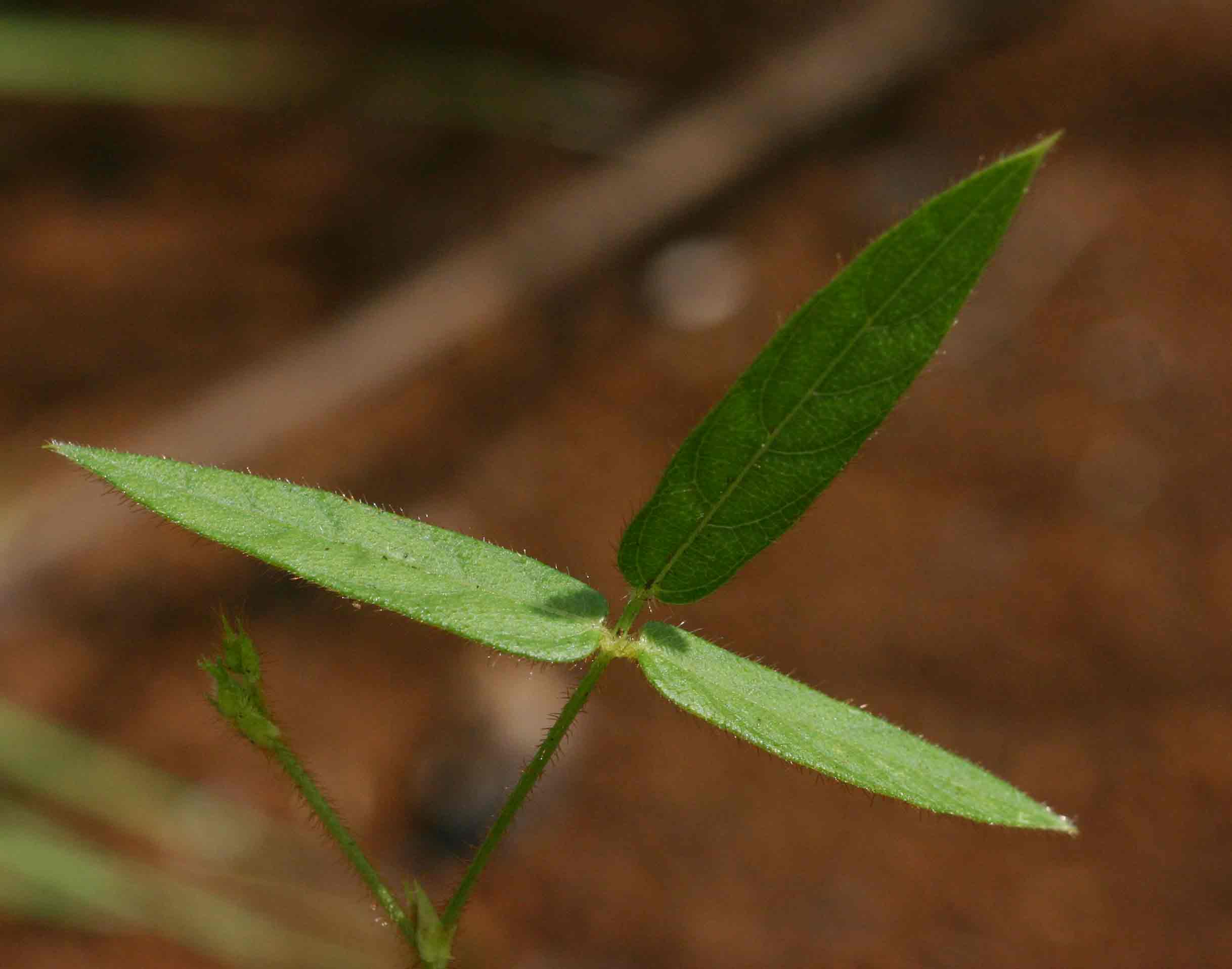 Vigna vexillata var. angustifolia
