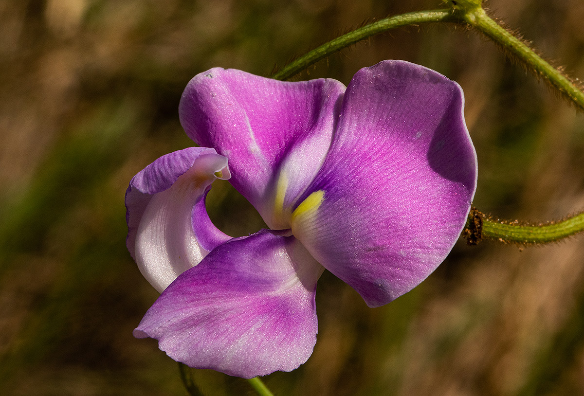 Vigna vexillata var. angustifolia Vigna vexillata var. angustifolia