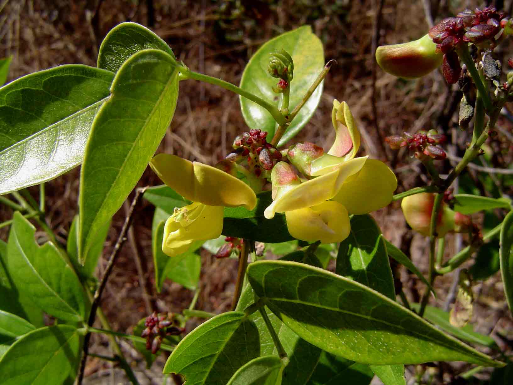 Sphenostylis erecta subsp. erecta Sphenostylis erecta subsp. erecta