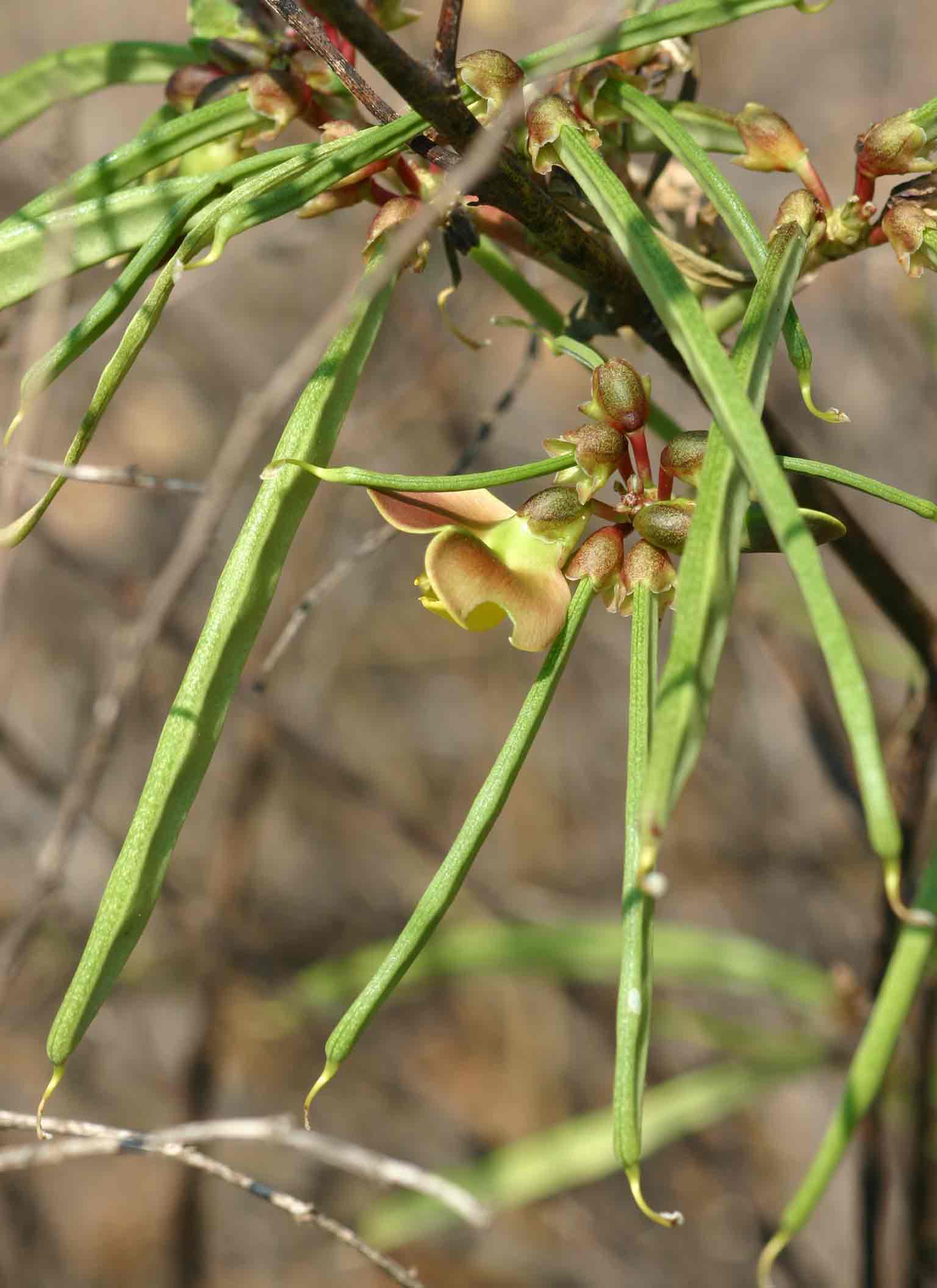 Sphenostylis erecta subsp. erecta