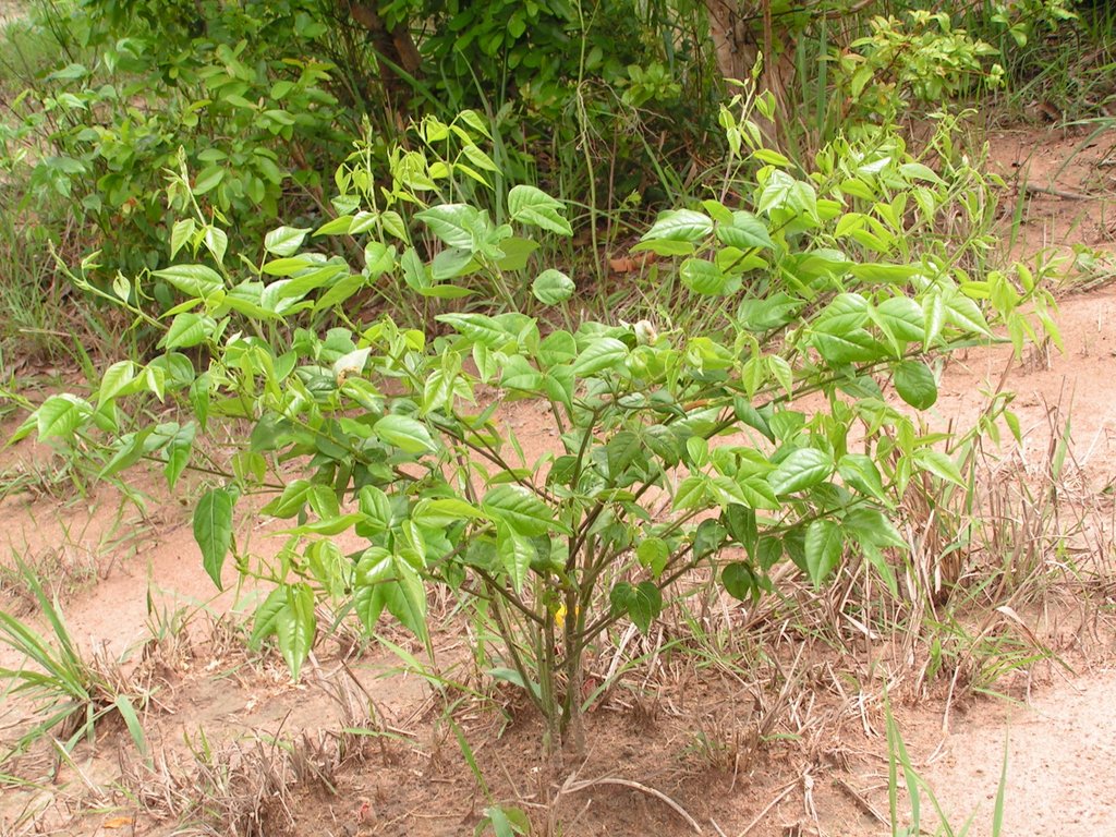 Sphenostylis erecta subsp. erecta