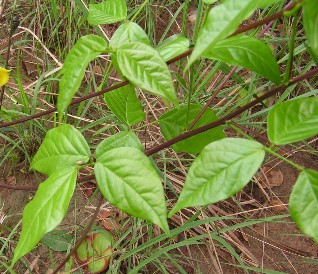 Sphenostylis erecta subsp. erecta