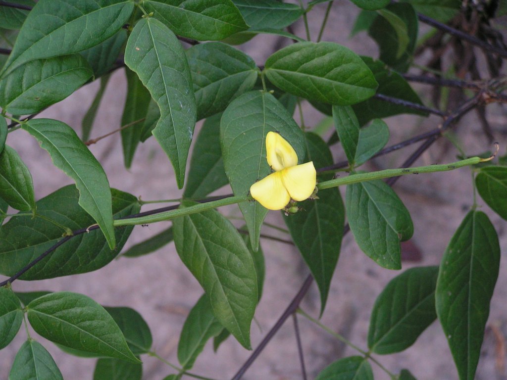 Sphenostylis erecta subsp. erecta