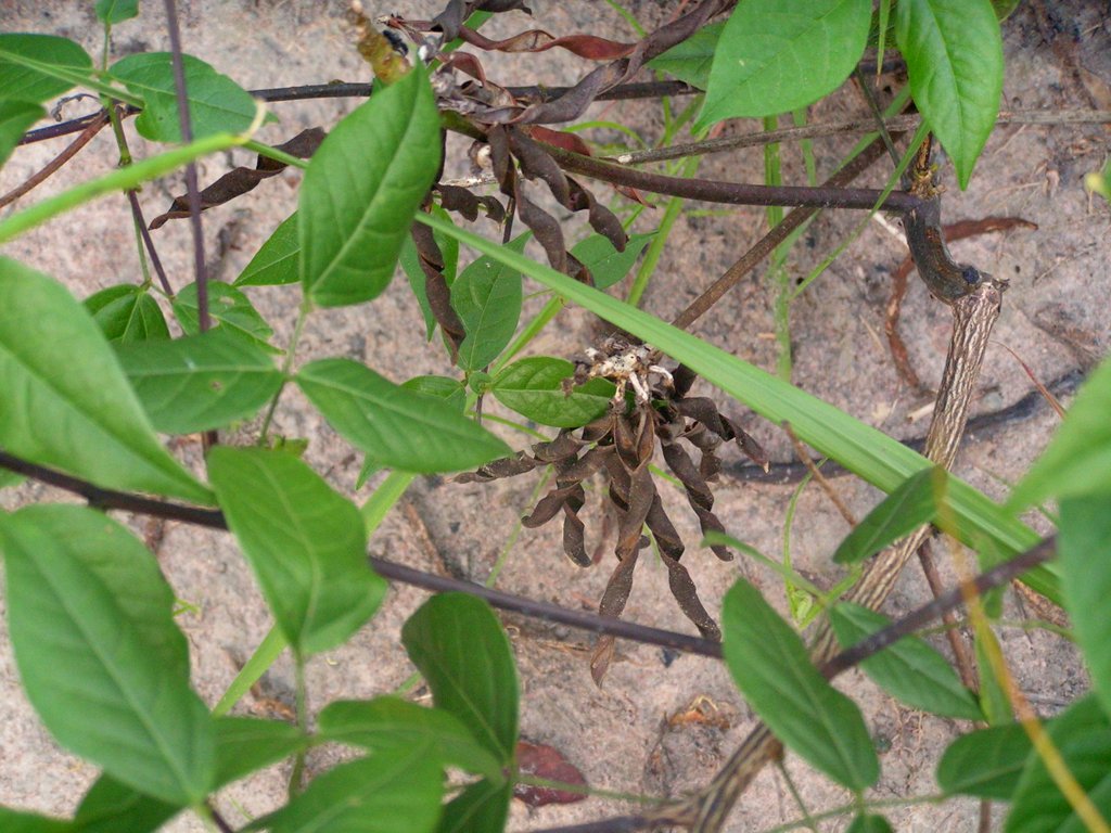 Sphenostylis erecta subsp. erecta
