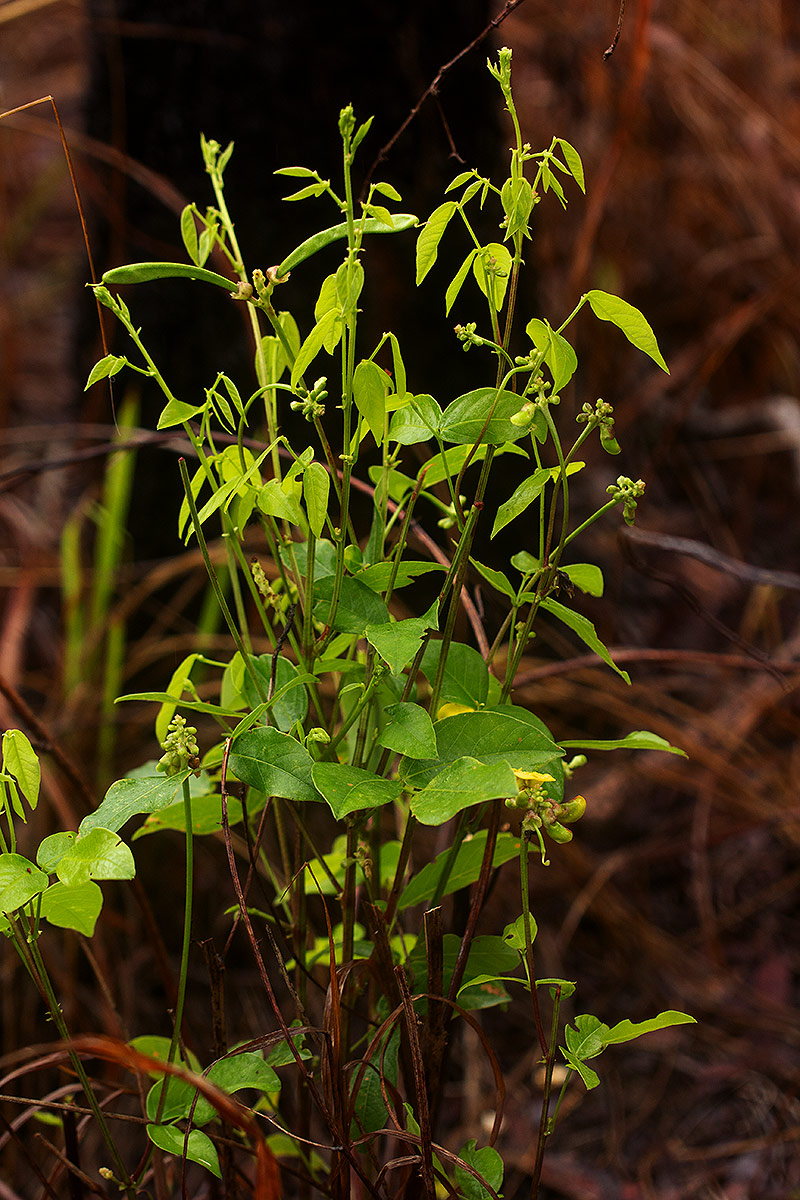 Sphenostylis erecta subsp. erecta Sphenostylis erecta subsp. erecta