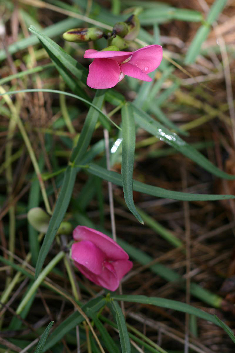 Sphenostylis stenocarpa