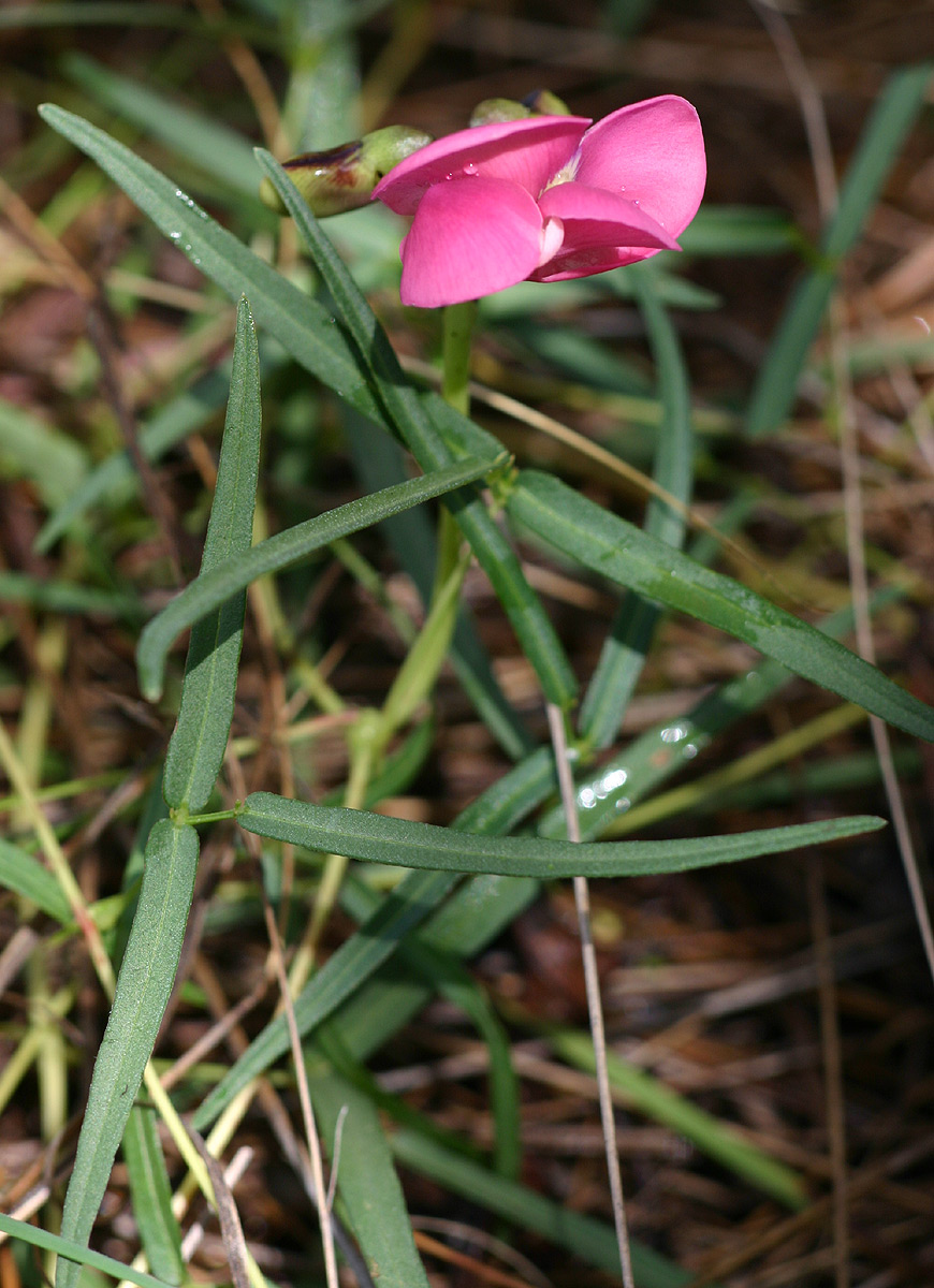 Sphenostylis stenocarpa