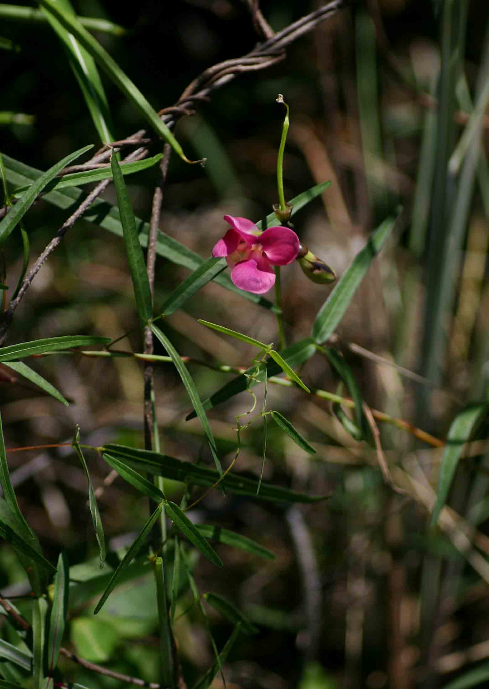 Sphenostylis stenocarpa