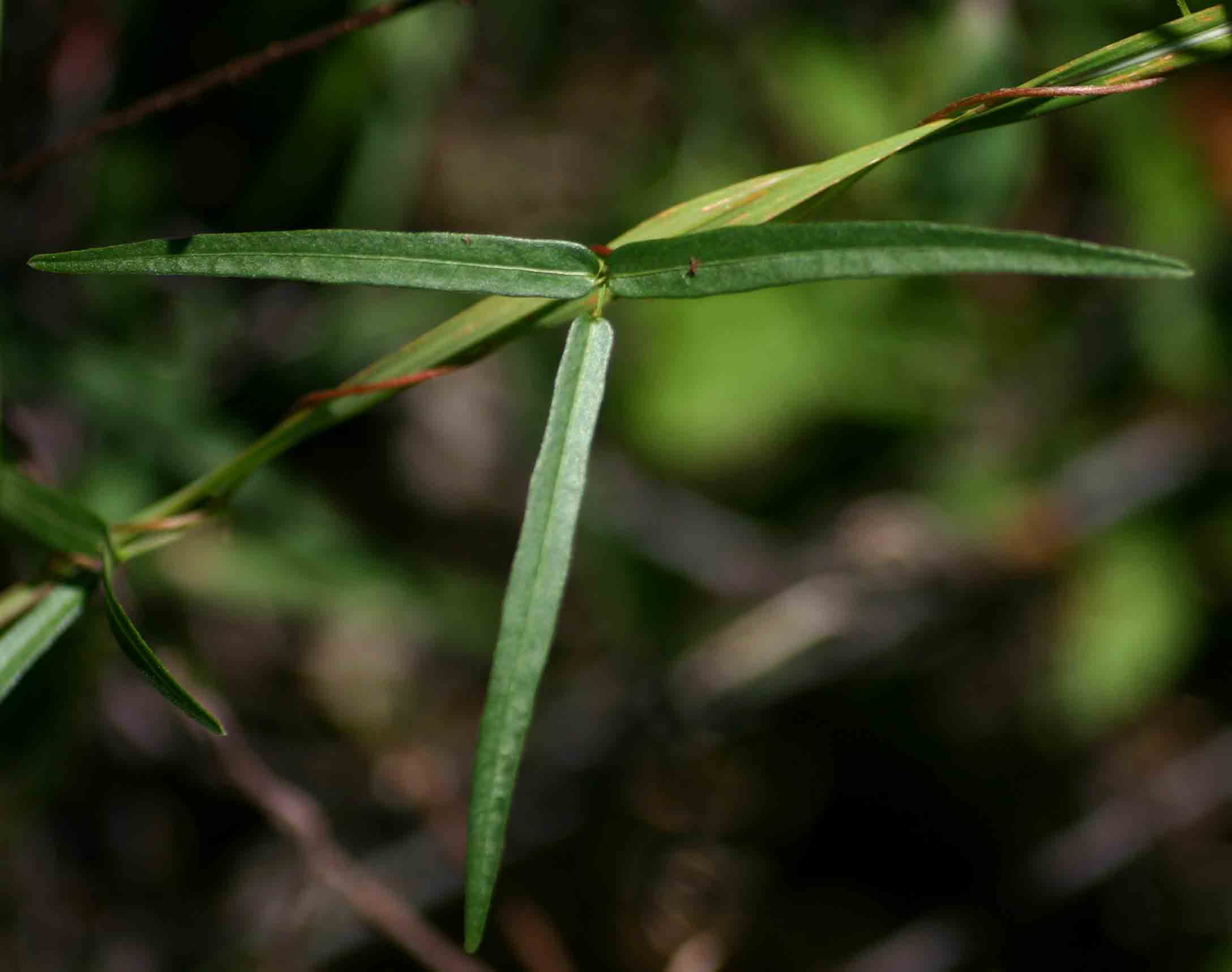 Sphenostylis stenocarpa