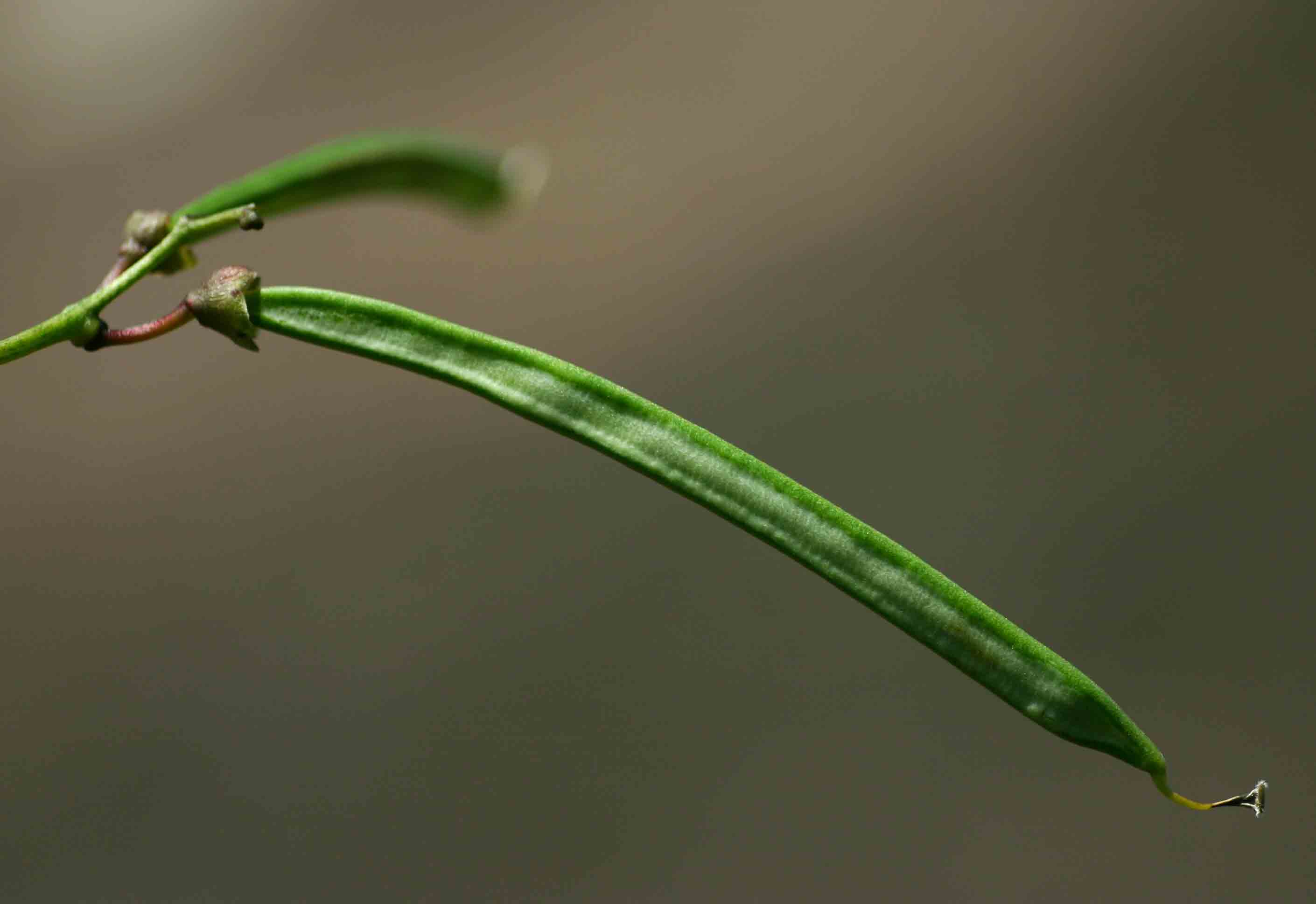 Sphenostylis stenocarpa
