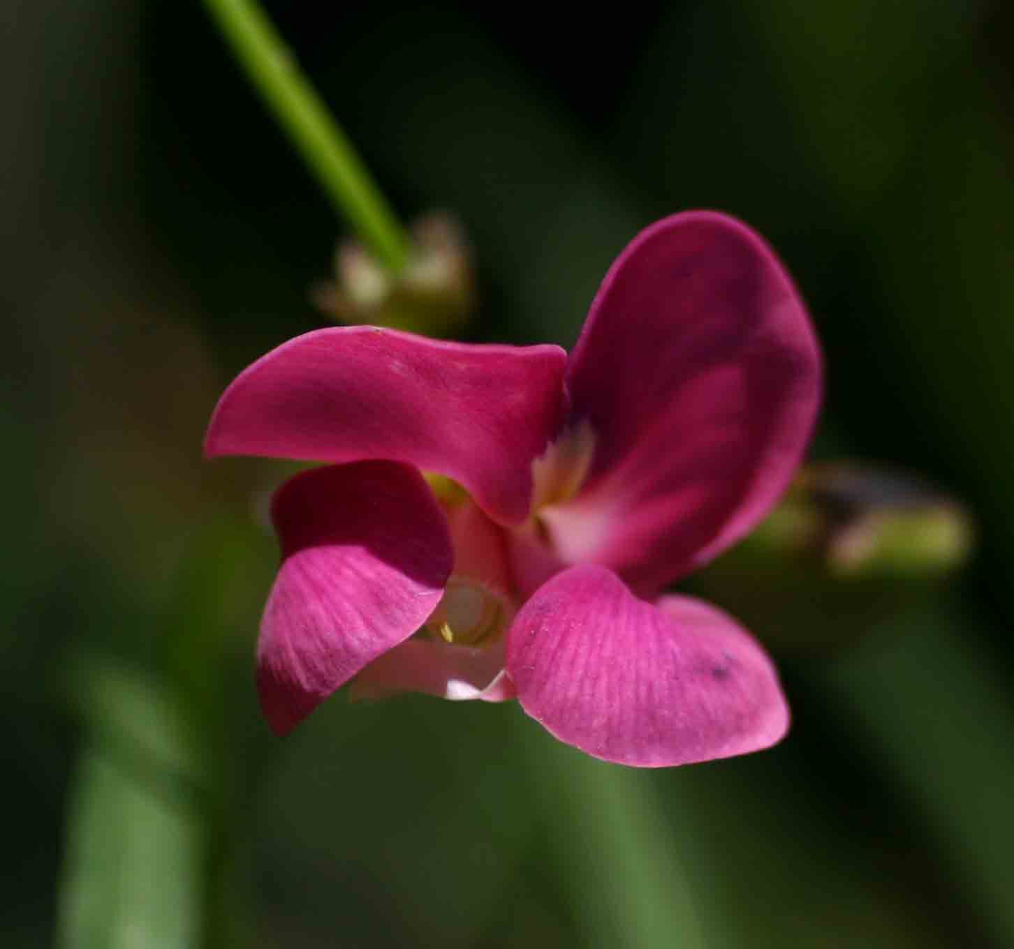 Sphenostylis stenocarpa Sphenostylis stenocarpa