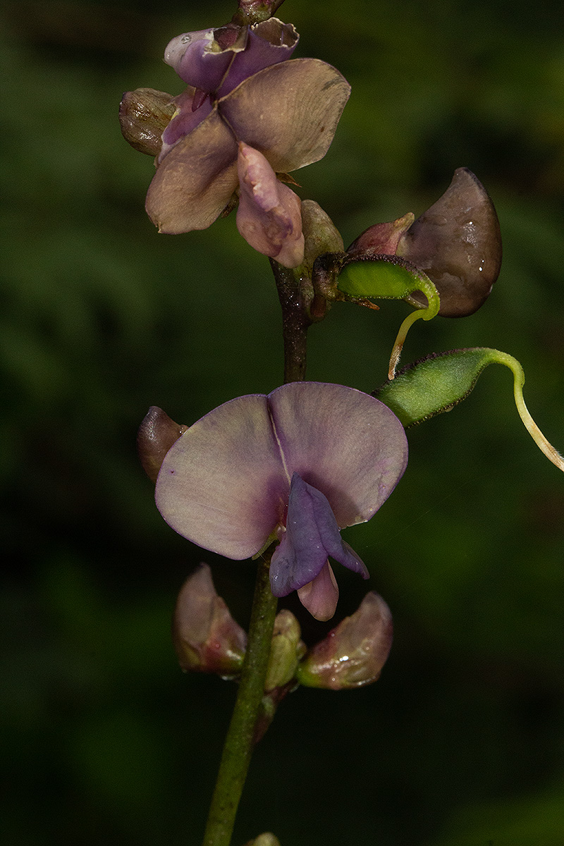 Lablab purpureus subsp. uncinatus