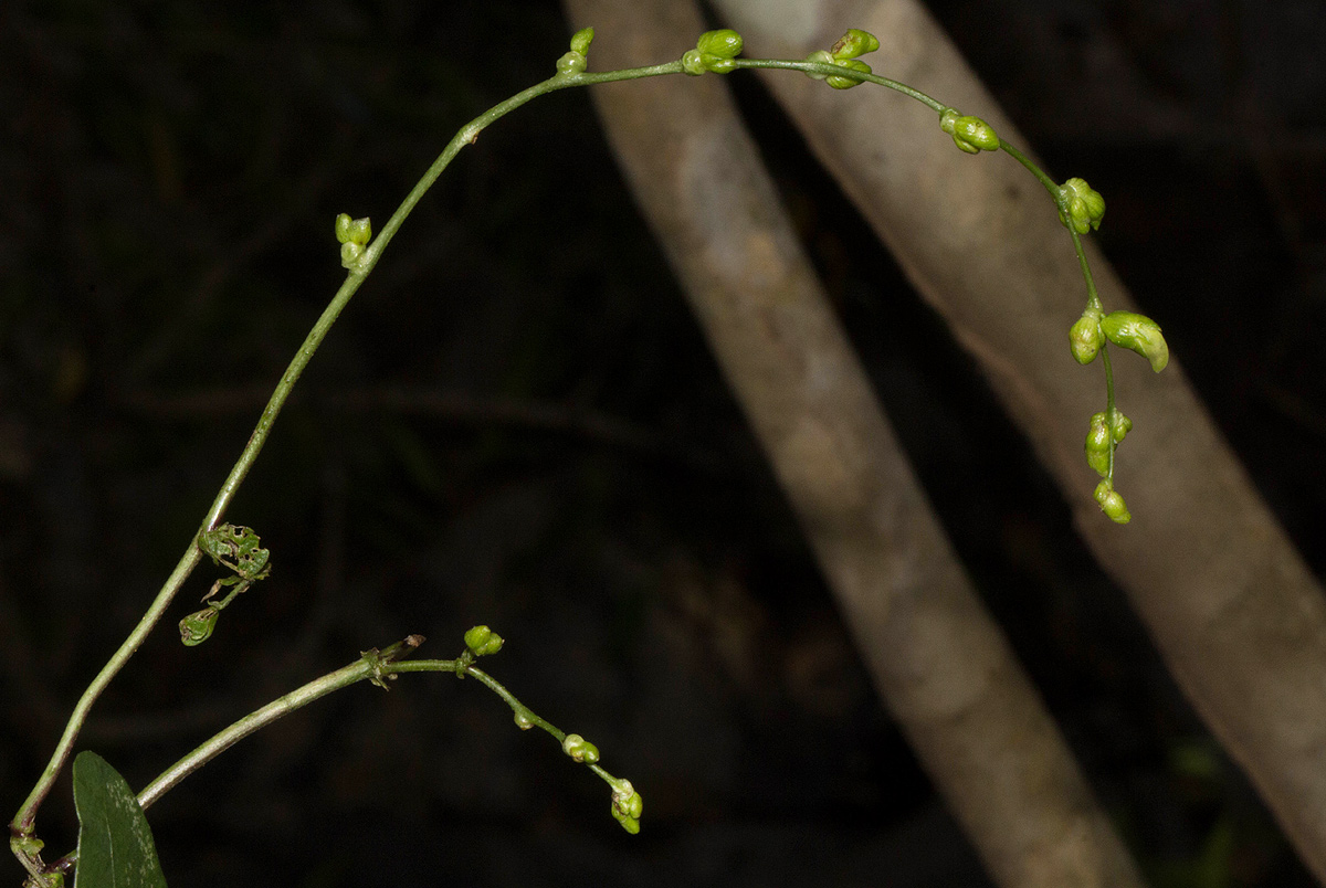 Lablab purpureus subsp. uncinatus Lablab purpureus subsp. uncinatus